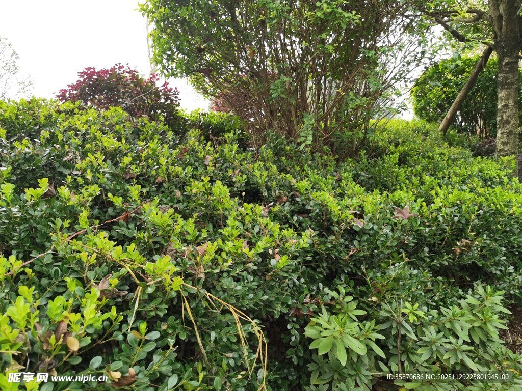 繁茂绿植景观