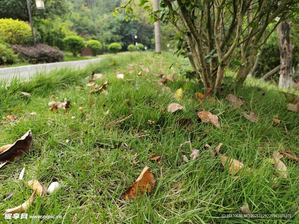 草地落叶与树木自然景致