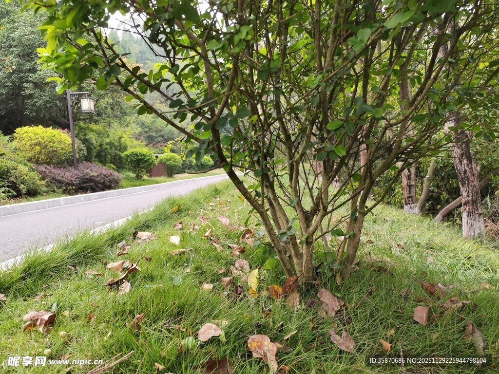 路边绿植景观