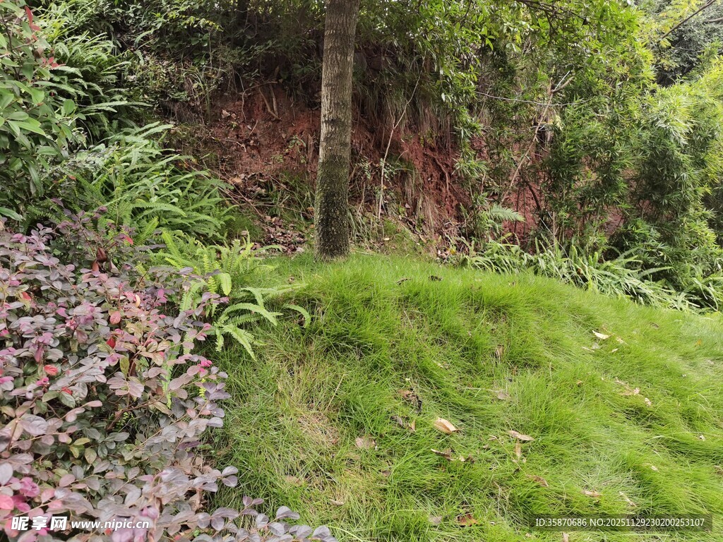 绿意盎然的自然山坡景观