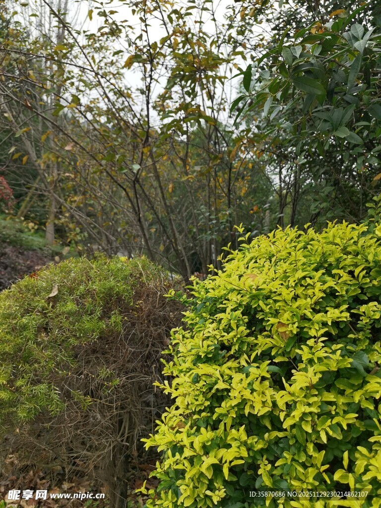绿意盎然的灌木丛景观摄影图__自然风景_自然景观_摄影图库_昵图网