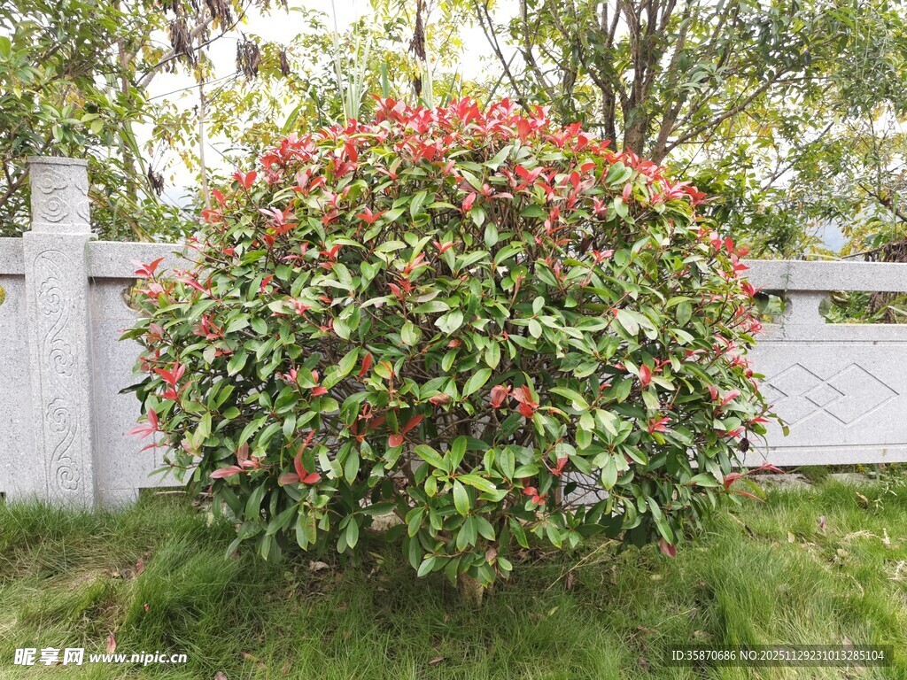 红绿叶灌木生机盎然