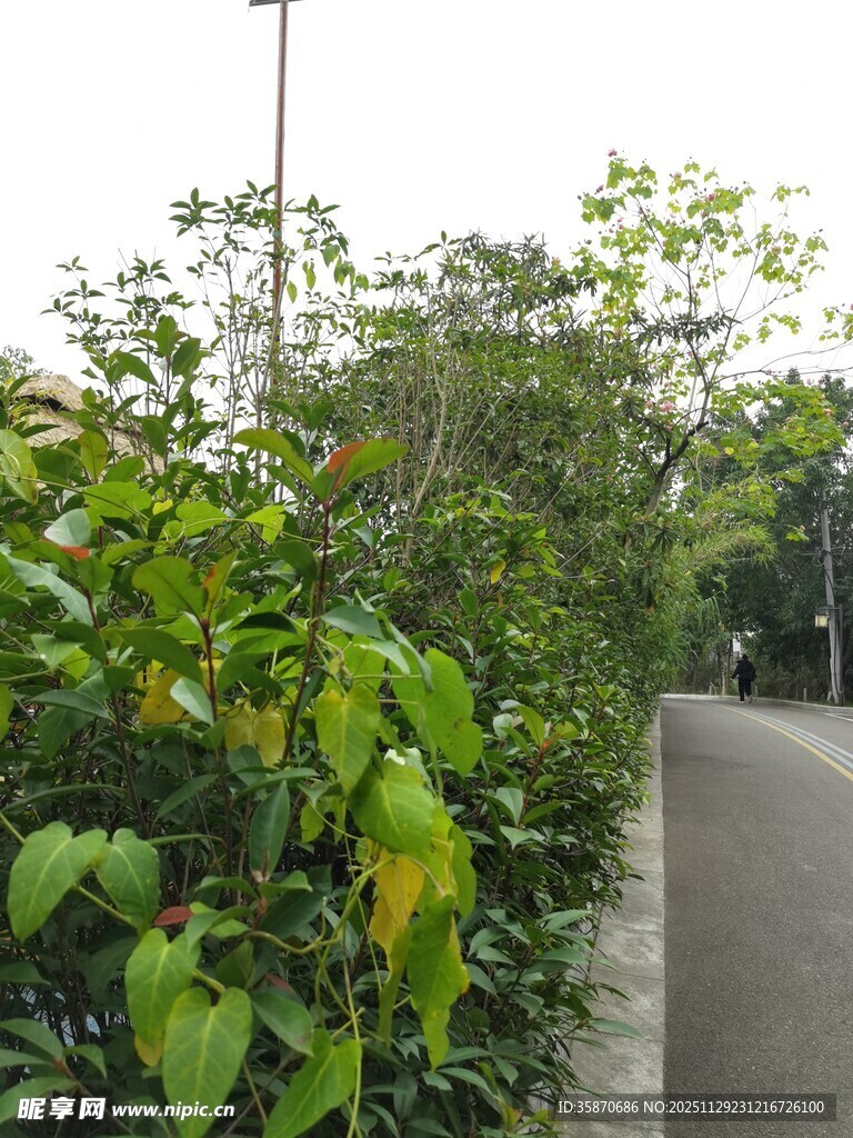 路边繁茂绿植景观