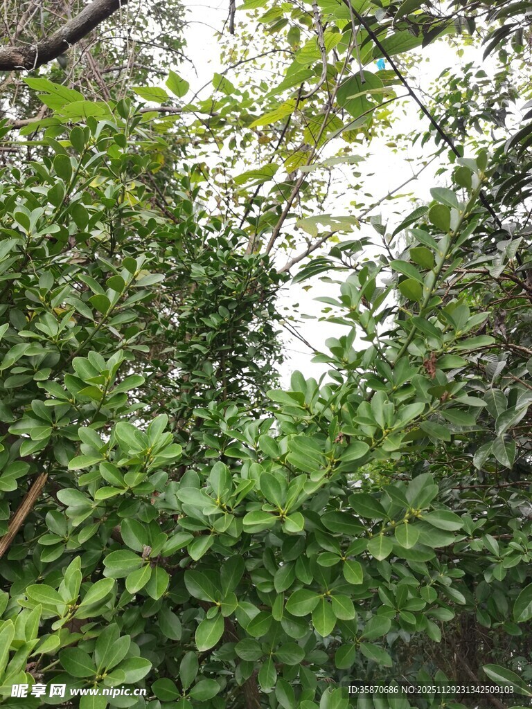 繁茂绿植景观