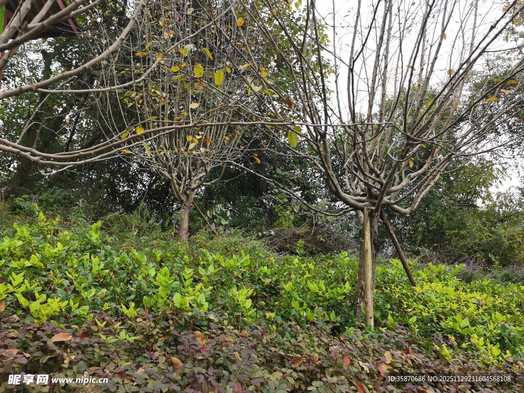 冬日枯树旁的绿植景观