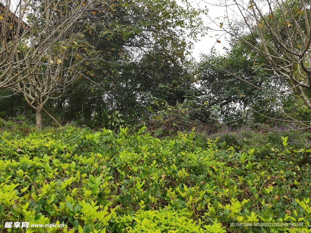 绿意盎然的繁茂植物景观