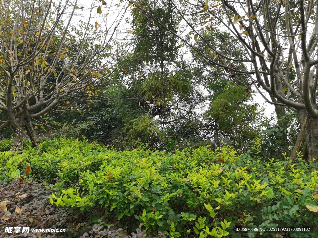 绿意盎然的户外植物景观