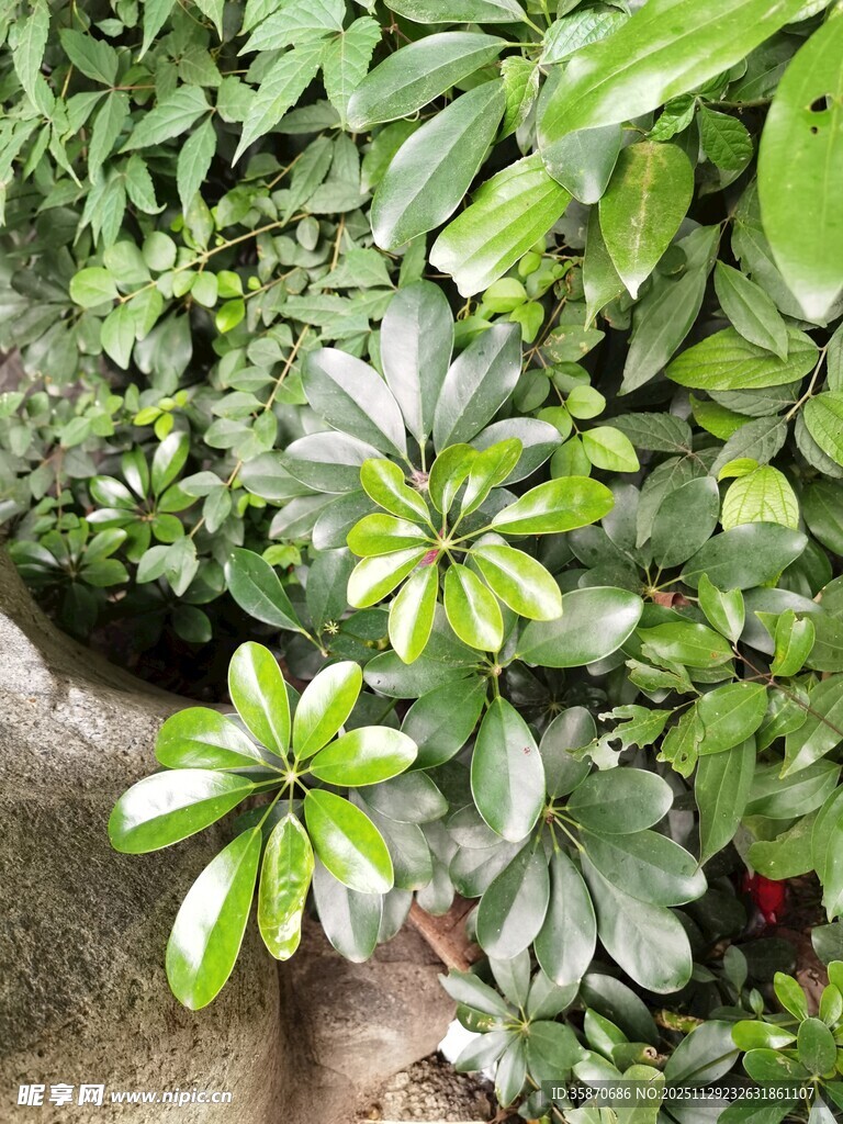 繁茂绿植展现自然生机