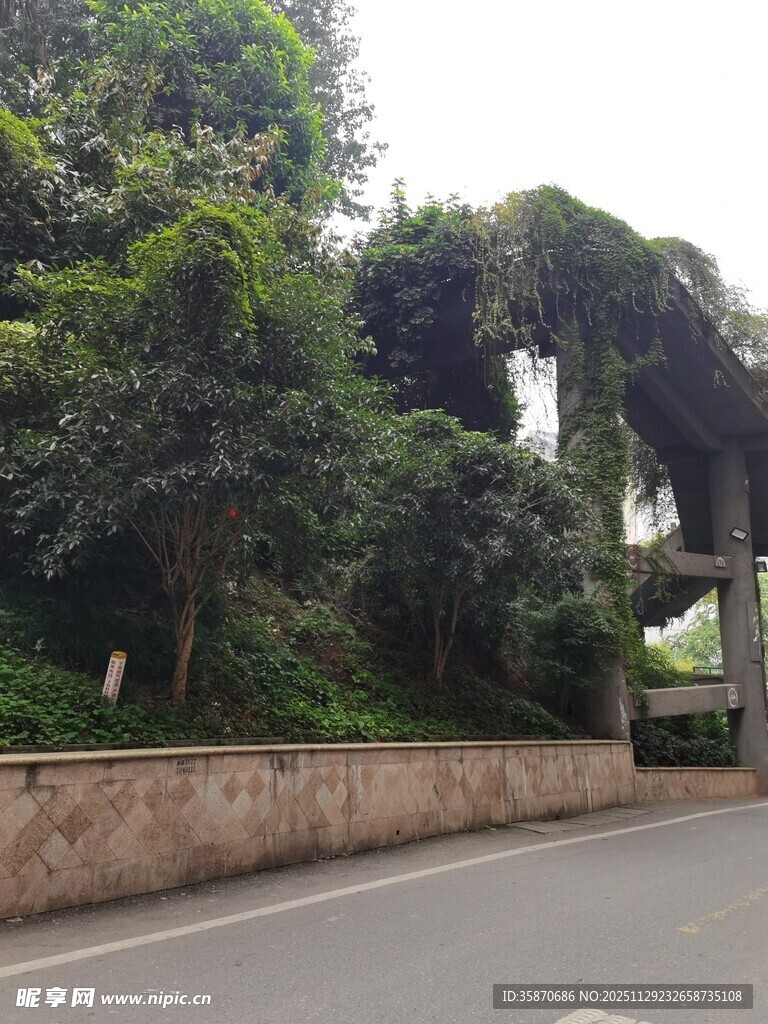 路边葱郁绿植景观