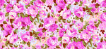 粉色繁花图案背景