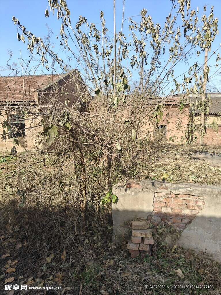 乡村旧景 枯树旁的农舍