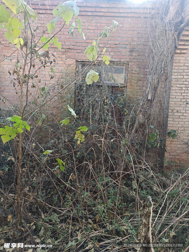 荒废角落 绿植肆意生长