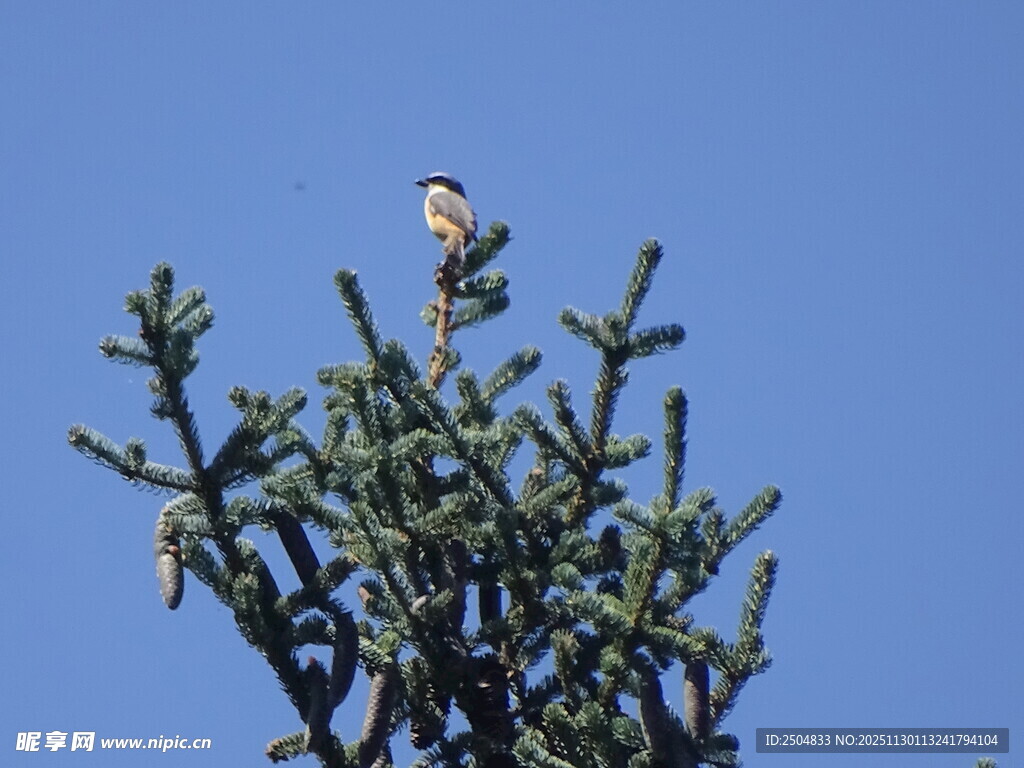 枝头小鸟立 蓝天映翠树