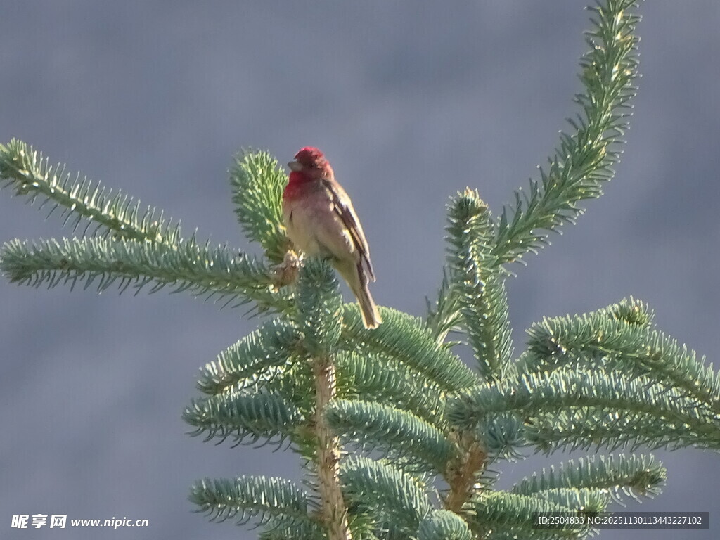 枝头小鸟栖于翠绿松枝