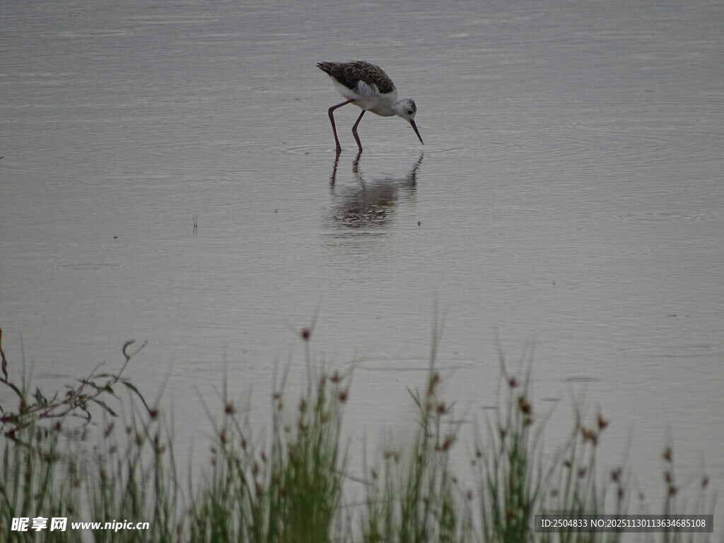 水边觅食的长腿鸟