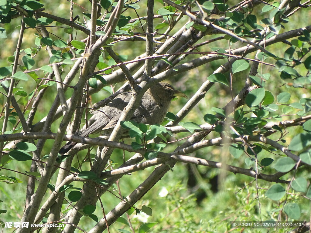 树枝间隐藏的鸟儿