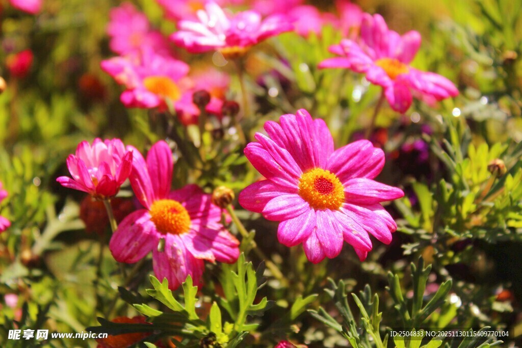 娇艳粉色花朵绽放