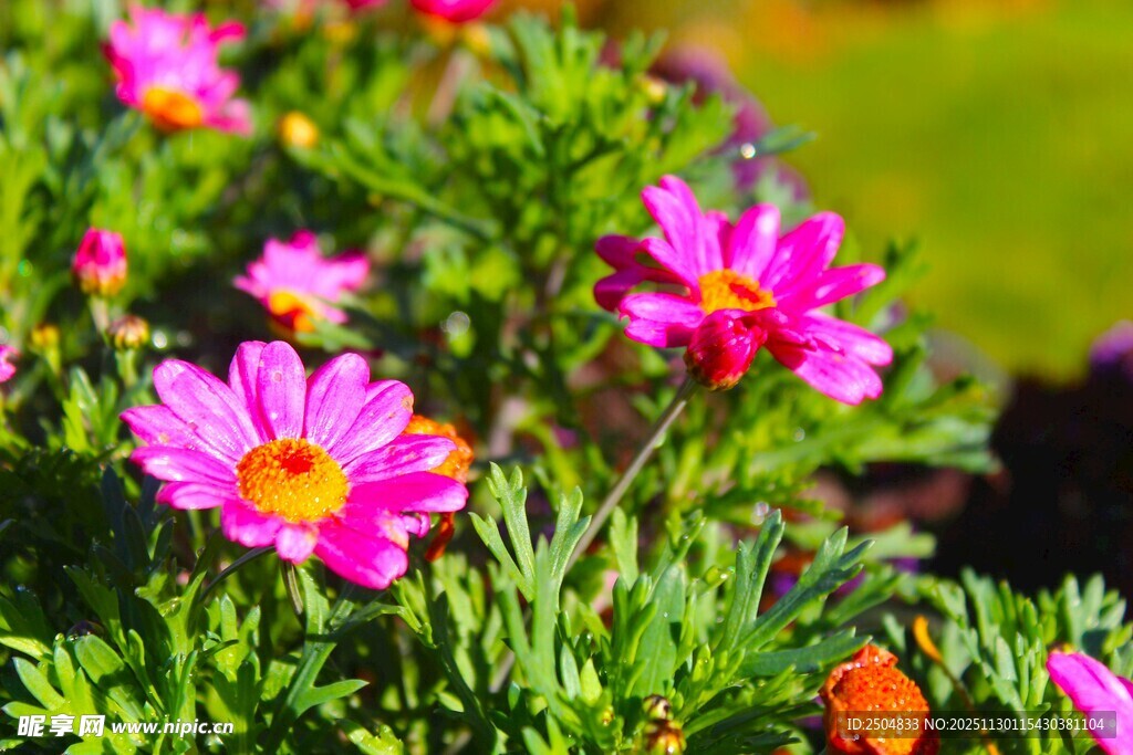 娇艳绽放的美丽波斯菊