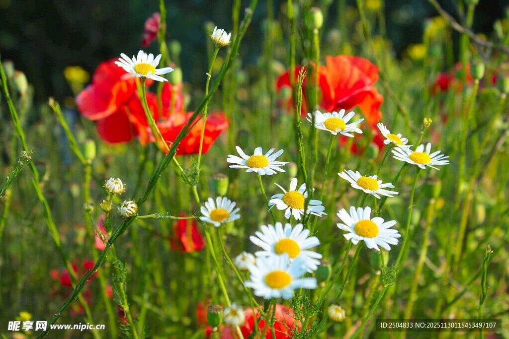田野中的绚烂野花