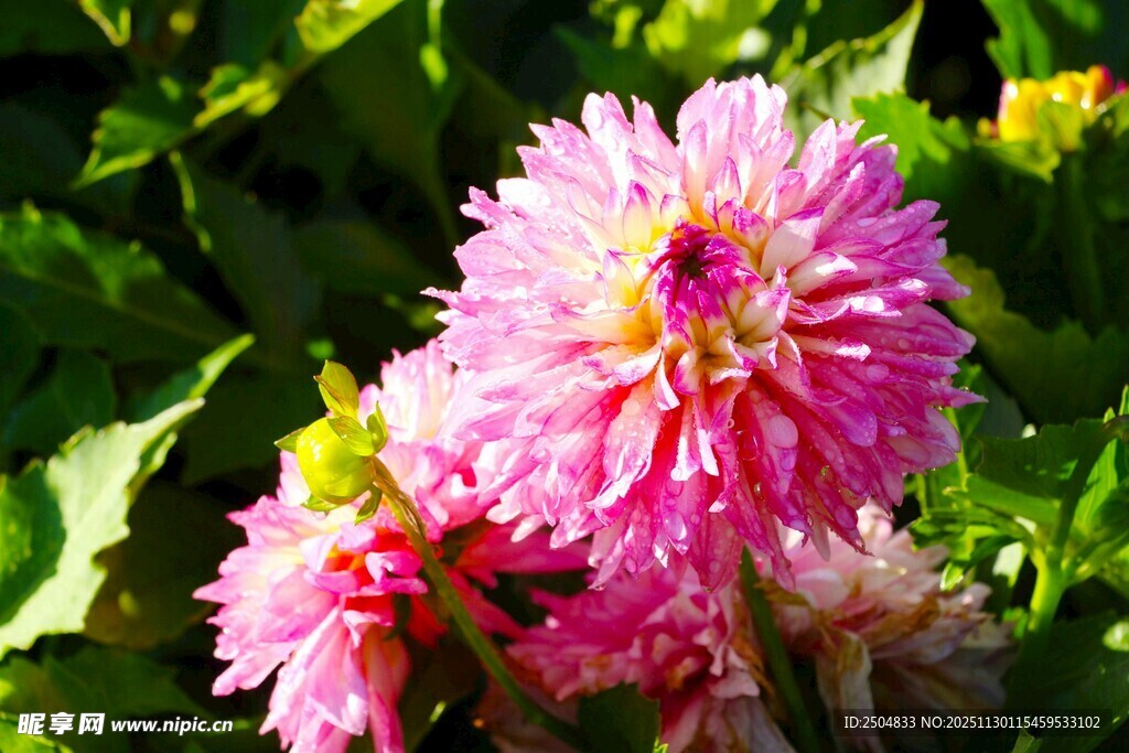 娇艳粉色大丽花绽放