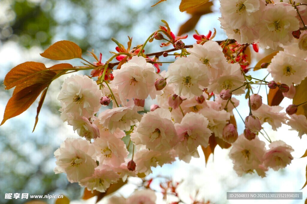 枝头粉嫩樱花绽放