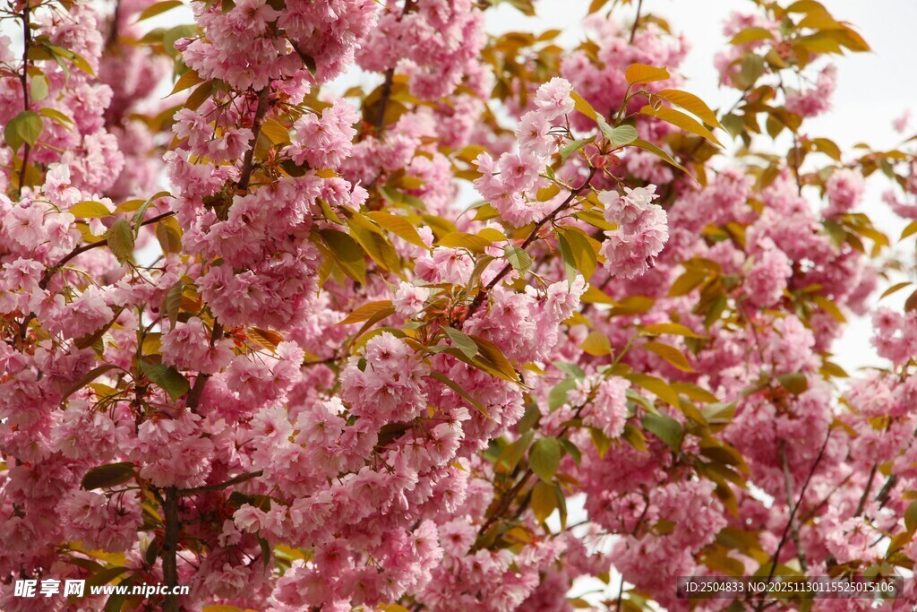 盛开的粉色樱花树