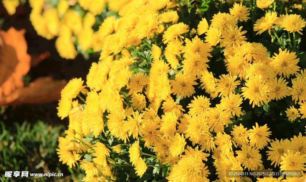 金黄灿烂小菊花绽放