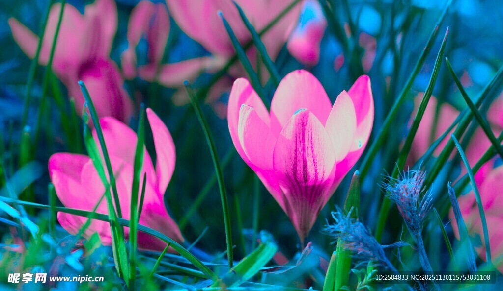 粉色番红花绽放于草丛