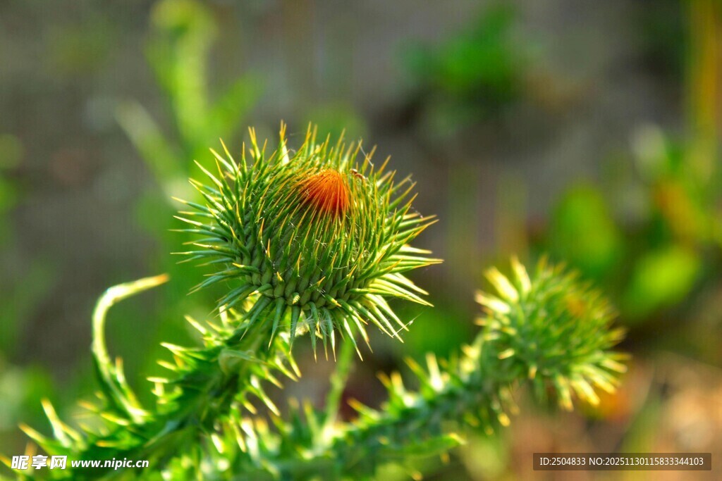带刺的绿色蓟类植物
