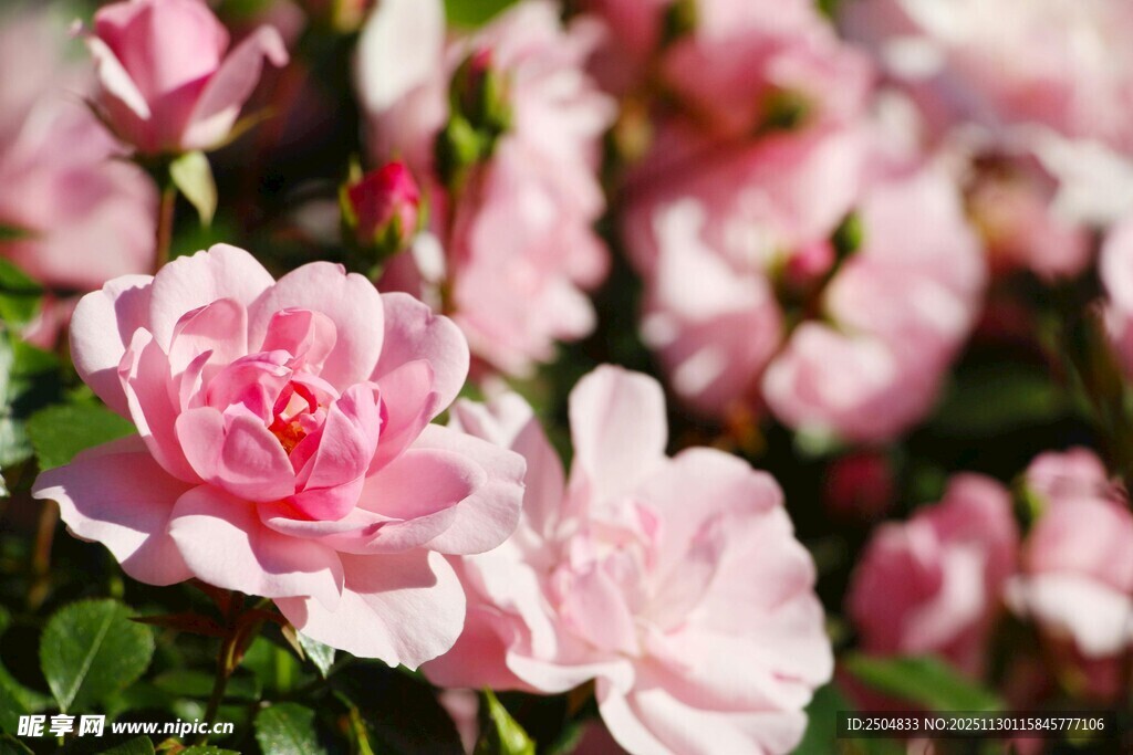 娇艳盛放的粉色月季花