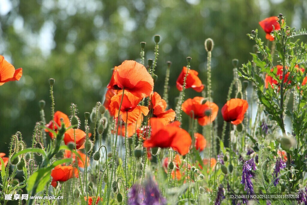 鲜 虞美人花丛绽放