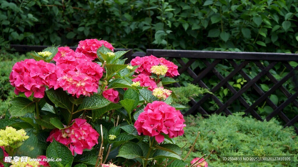 娇艳绣球花绽放于绿植间