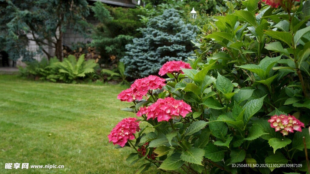 花园中盛开的鲜艳花卉