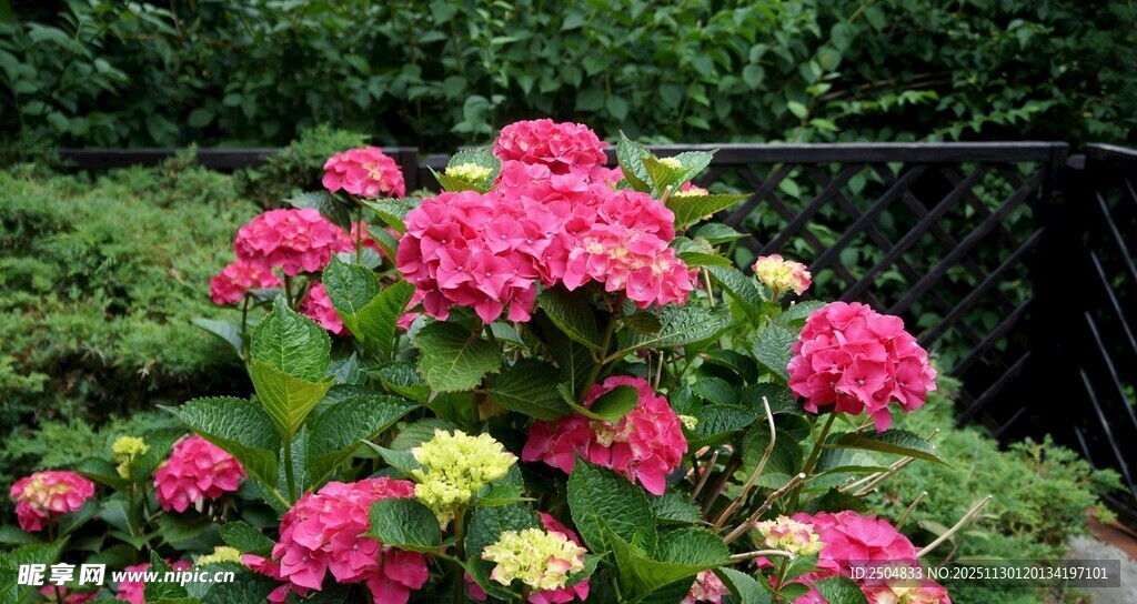 艳丽多彩花卉绽放