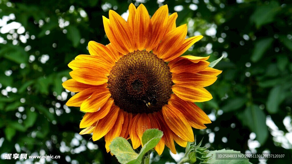 绽放的艳丽向日葵