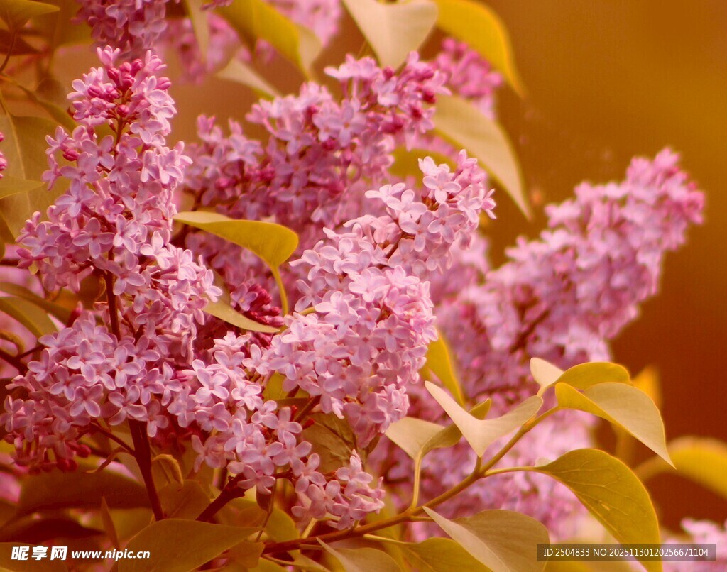 绽放的紫丁香花朵