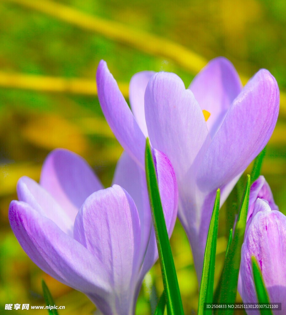 紫色番红花绽放的美丽