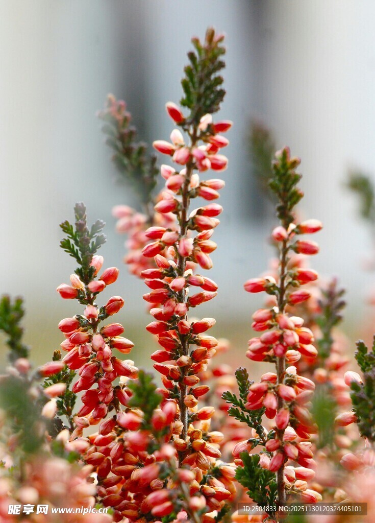 鲜艳红穗状花朵特写