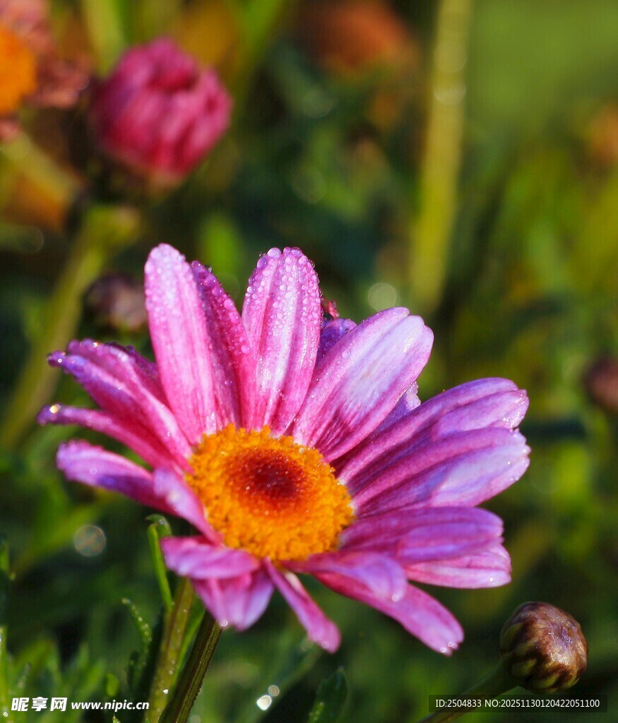 娇艳绽放的紫色美丽小花