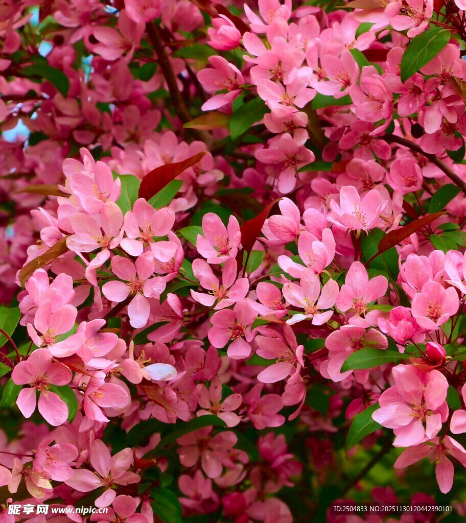 娇艳粉色繁花绽放