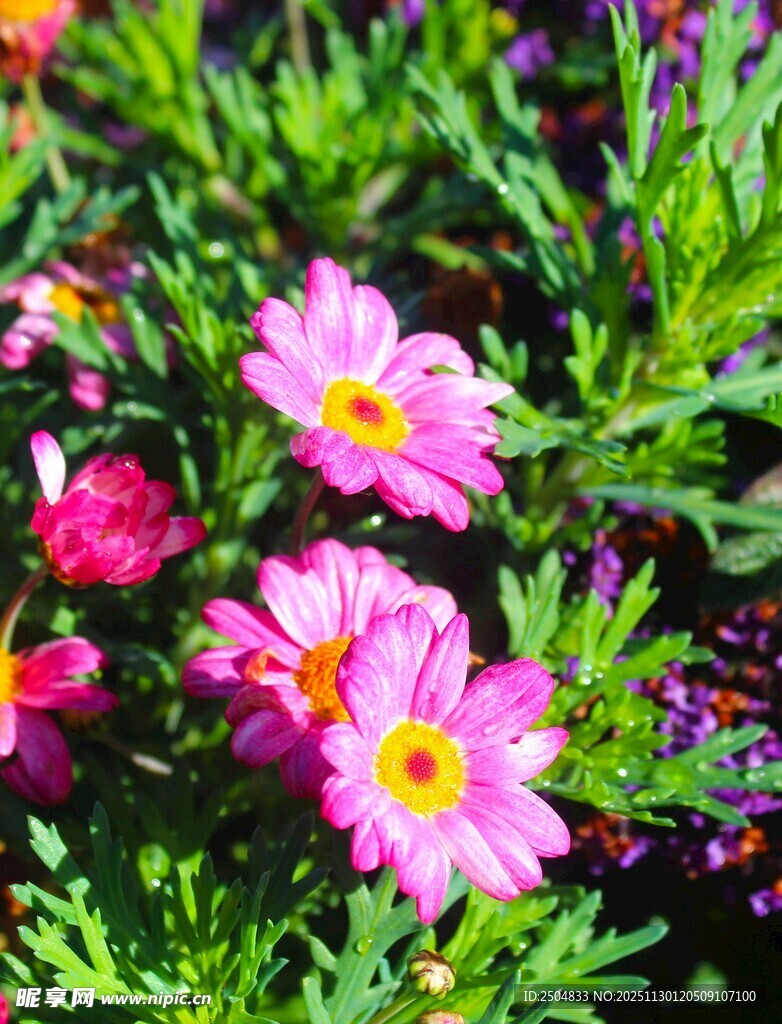 娇艳绽放的多彩小雏菊