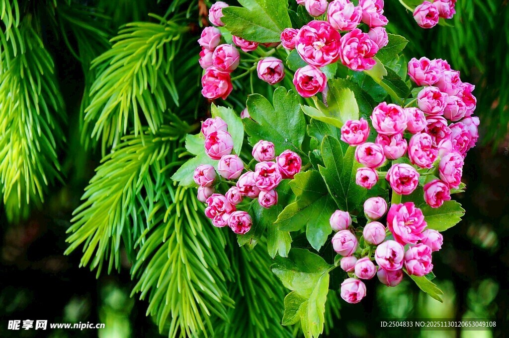 翠绿枝叶间的粉嫩花朵