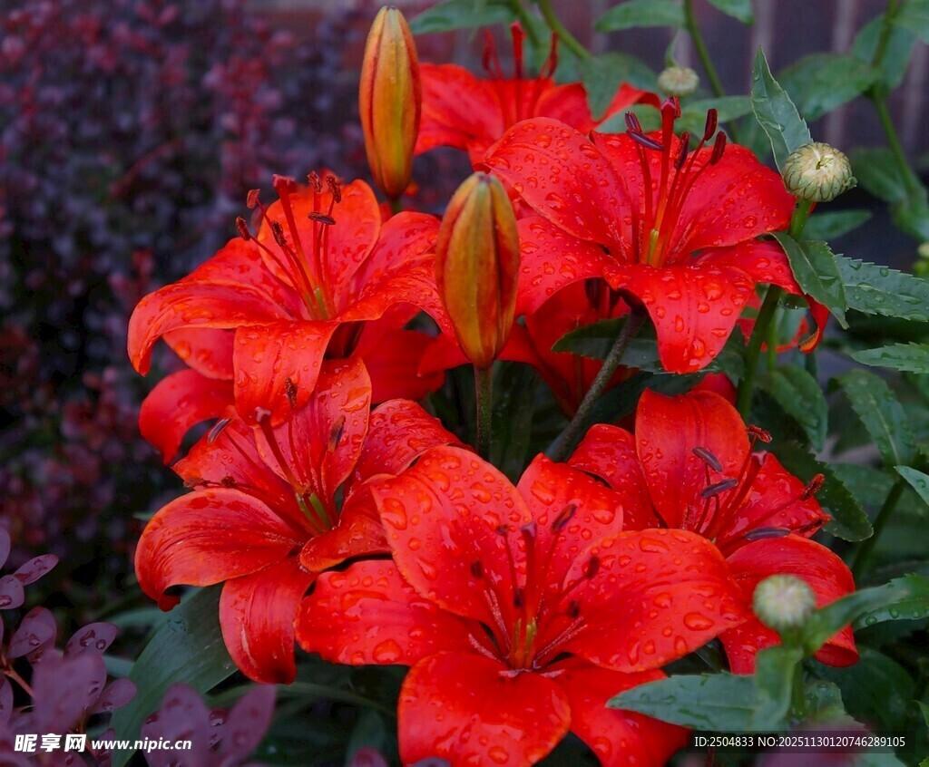 鲜艳红百合绽放