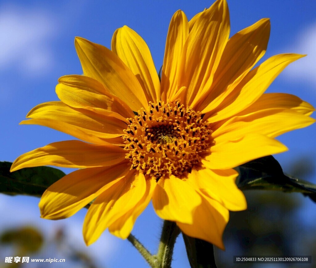 绽放的金黄向日葵