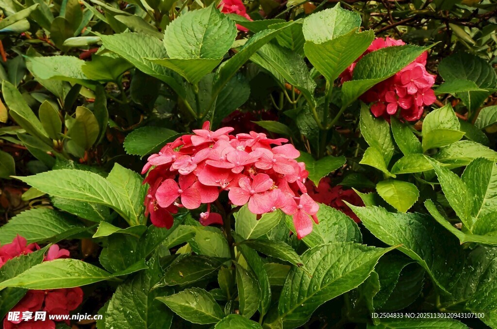 娇艳绣球花绽放绿叶间