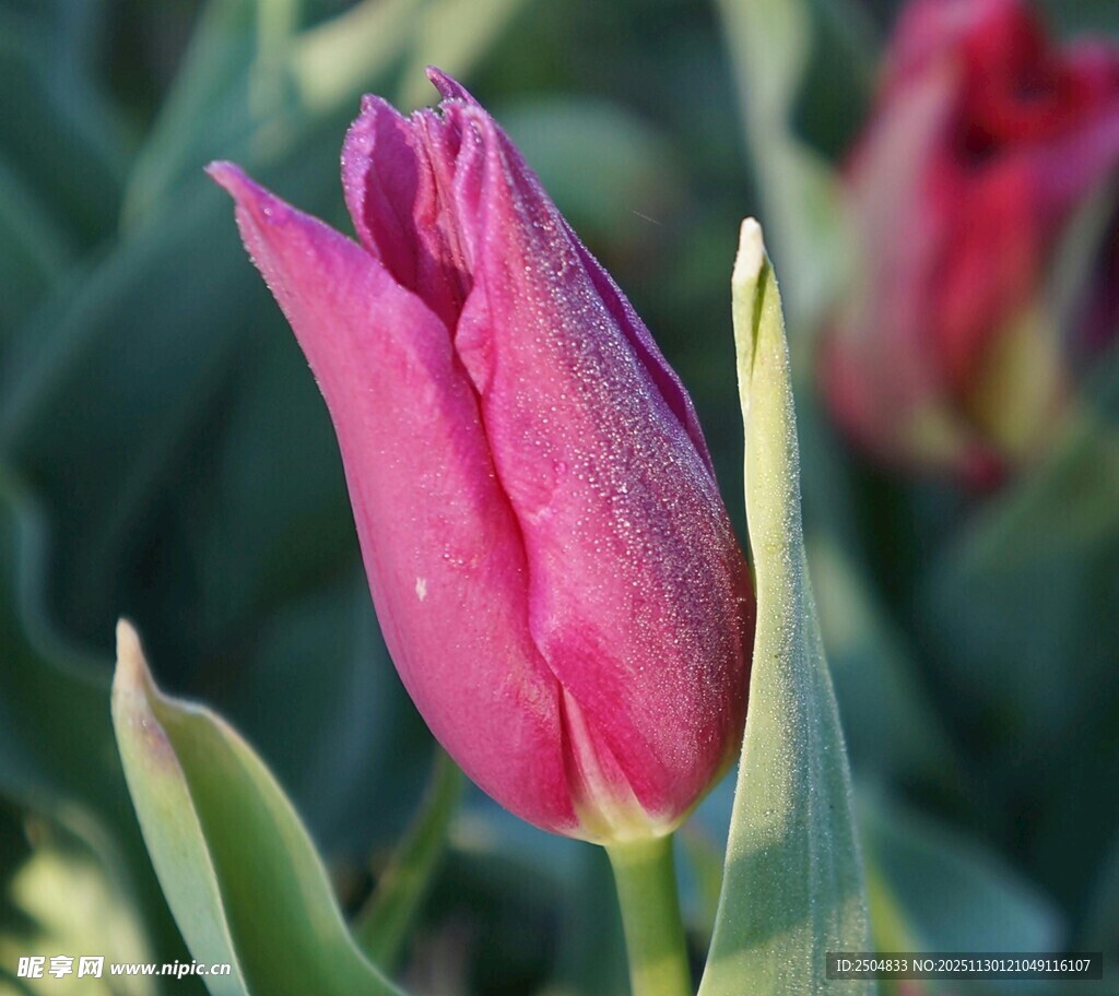 娇艳欲滴的粉色郁金香