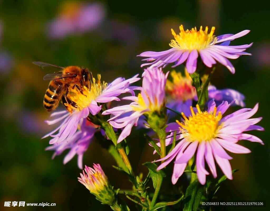 蜜蜂采蜜于紫色小花间