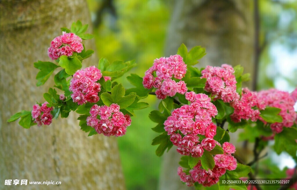 枝头绽放的粉色鲜艳花朵