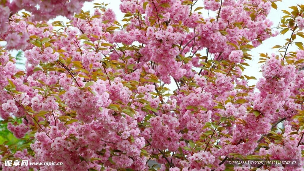 烂漫盛开的粉色繁花