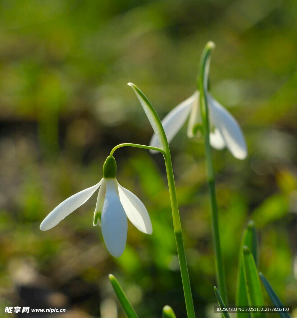 雪滴花绽放于明媚春光